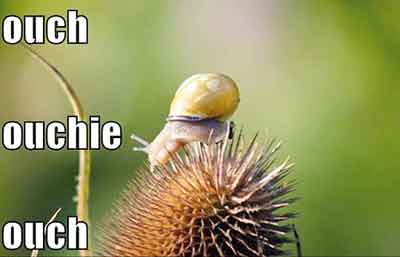 ouch snail